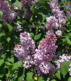 Lilac Bouquet